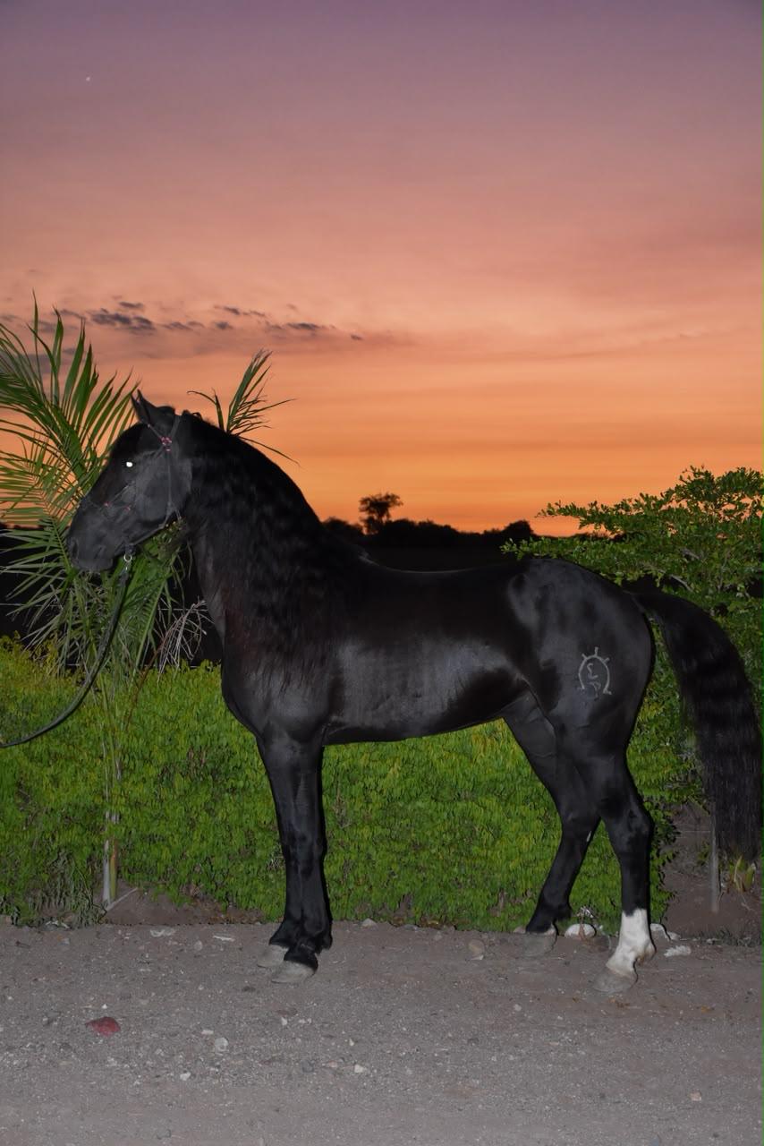 Caballo Warlander